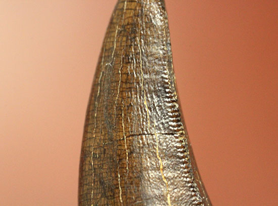 ダスプレトサウルスの見事な前上顎骨歯。これがハンター仕様の独特な形状だ！（その14）