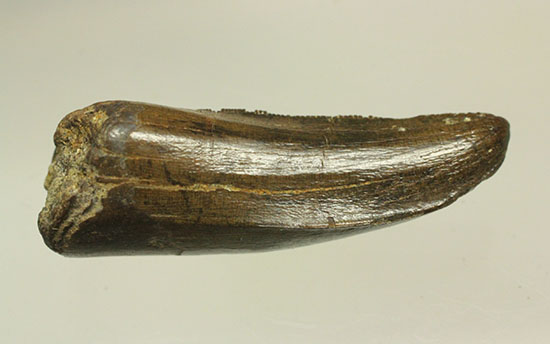 ダスプレトサウルスの見事な前上顎骨歯。これがハンター仕様の独特な形状だ！（その16）