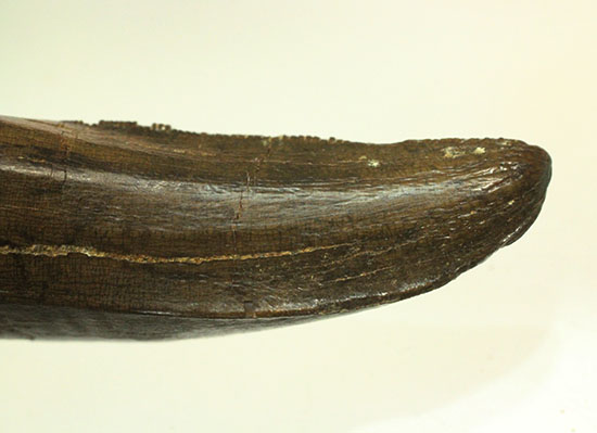 ダスプレトサウルスの見事な前上顎骨歯。これがハンター仕様の独特な形状だ！（その17）