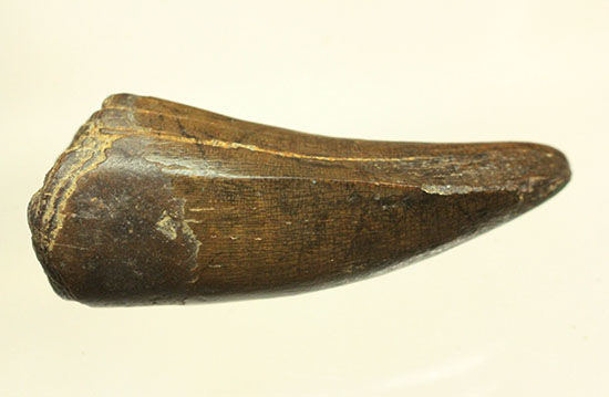 ダスプレトサウルスの見事な前上顎骨歯。これがハンター仕様の独特な形状だ！（その18）
