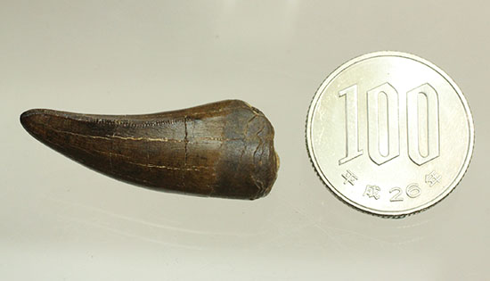 ダスプレトサウルスの見事な前上顎骨歯。これがハンター仕様の独特な形状だ！（その19）