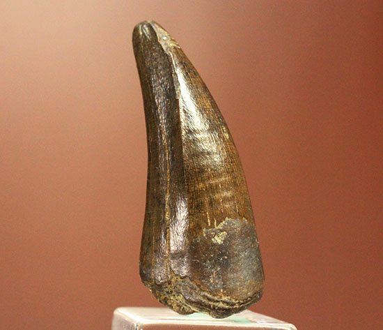 ダスプレトサウルスの見事な前上顎骨歯。これがハンター仕様の独特な形状だ！