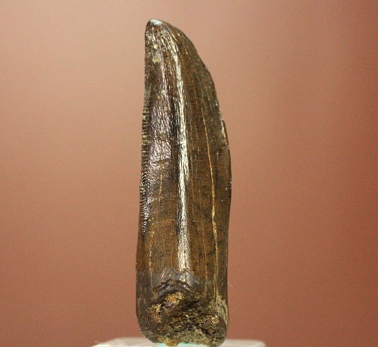ダスプレトサウルスの見事な前上顎骨歯。これがハンター仕様の独特な形状だ！（その3）