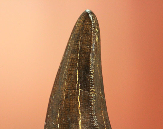 ダスプレトサウルスの見事な前上顎骨歯。これがハンター仕様の独特な形状だ！（その4）