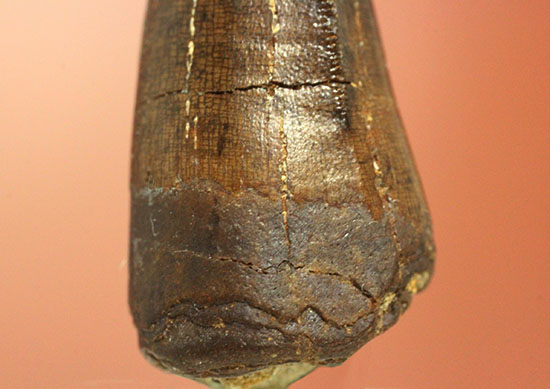 ダスプレトサウルスの見事な前上顎骨歯。これがハンター仕様の独特な形状だ！（その5）