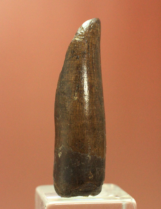 ダスプレトサウルスの見事な前上顎骨歯。これがハンター仕様の独特な形状だ！（その6）