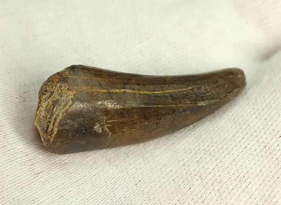 ダスプレトサウルスの見事な前上顎骨歯。これがハンター仕様の独特な形状だ！（その8）