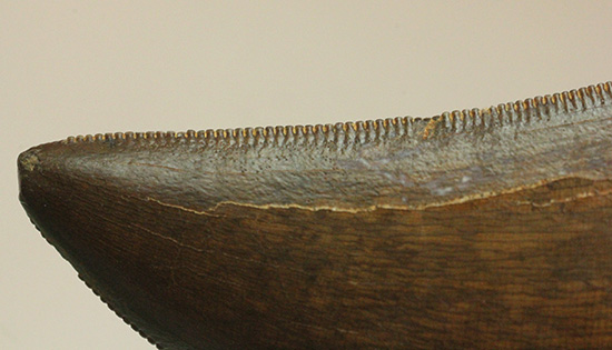 ザ・クラシック、コレクションのど真ん中に鎮座するべき、ティラノサウルス・レックスのジェム級歯化石（その14）