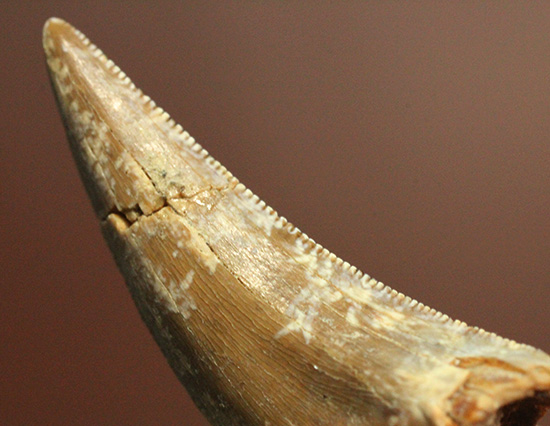 米国ヘルクリーク累層、美しい恐竜の歯化石（不明種）（その10）
