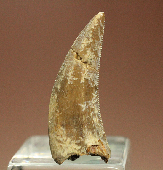 米国ヘルクリーク累層、美しい恐竜の歯化石（不明種）（その6）