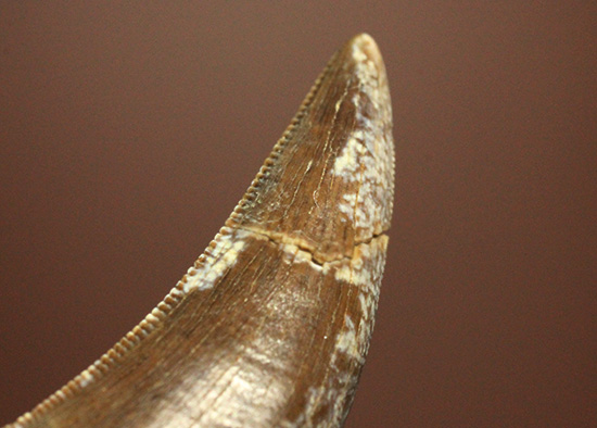 米国ヘルクリーク累層、美しい恐竜の歯化石（不明種）（その7）