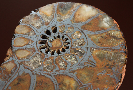 直径5センチのヘマタイトアンモナイト。ペア化石です(Ammonite)（その1）