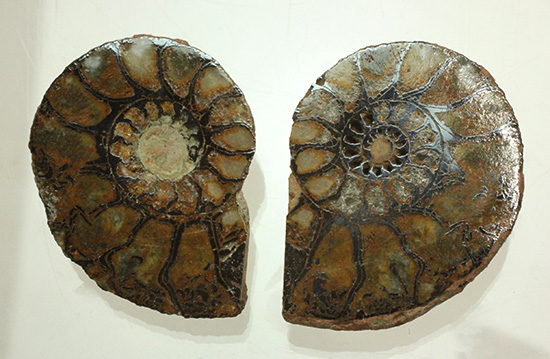 直径5センチのヘマタイトアンモナイト。ペア化石です(Ammonite)（その10）