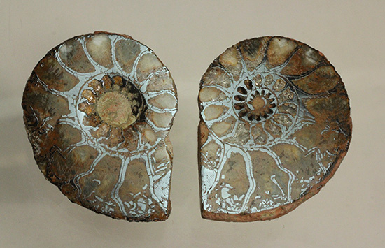 直径5センチのヘマタイトアンモナイト。ペア化石です(Ammonite)（その11）