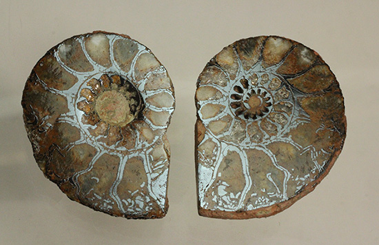 直径5センチのヘマタイトアンモナイト。ペア化石です(Ammonite)(その11)