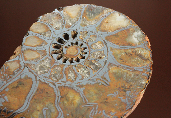 直径5センチのヘマタイトアンモナイト。ペア化石です(Ammonite)（その12）