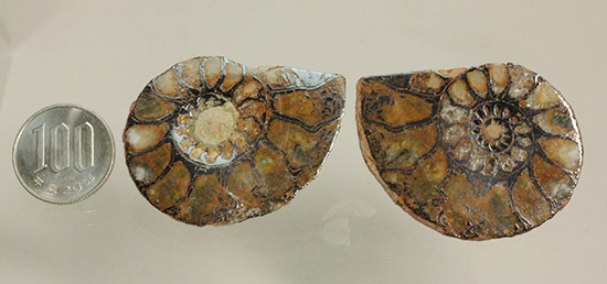 直径5センチのヘマタイトアンモナイト。ペア化石です(Ammonite)（その13）