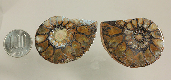直径5センチのヘマタイトアンモナイト。ペア化石です(Ammonite)(その13)