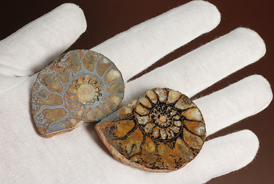 直径5センチのヘマタイトアンモナイト。ペア化石です(Ammonite)（その2）