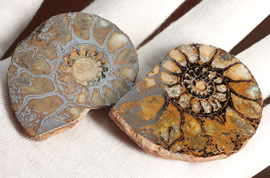 直径5センチのヘマタイトアンモナイト。ペア化石です(Ammonite)（その3）