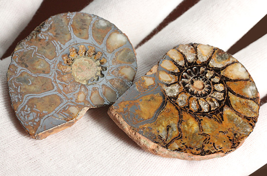 直径5センチのヘマタイトアンモナイト。ペア化石です(Ammonite)(その3)