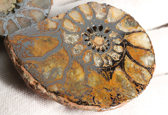 直径5センチのヘマタイトアンモナイト。ペア化石です(Ammonite)(その4)
