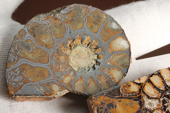 直径5センチのヘマタイトアンモナイト。ペア化石です(Ammonite)(その5)