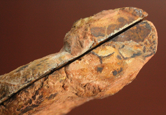 直径5センチのヘマタイトアンモナイト。ペア化石です(Ammonite)(その7)