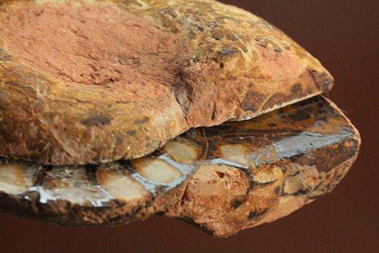 直径5センチのヘマタイトアンモナイト。ペア化石です(Ammonite)(その8)