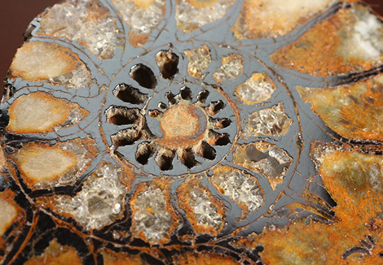 直径5センチのヘマタイトアンモナイト。ペア化石です(Ammonite)(その9)