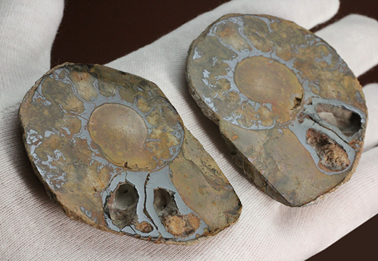 堂々のサイズと重量感！モロッコ産ヘマタイトアンモナイト(Ammonite)