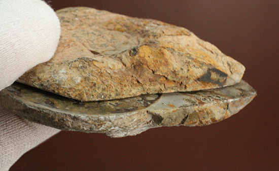 堂々のサイズと重量感!モロッコ産ヘマタイトアンモナイト(Ammonite)(その10)