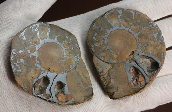 堂々のサイズと重量感!モロッコ産ヘマタイトアンモナイト(Ammonite)(その13)