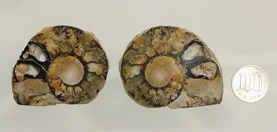 堂々のサイズと重量感!モロッコ産ヘマタイトアンモナイト(Ammonite)(その14)