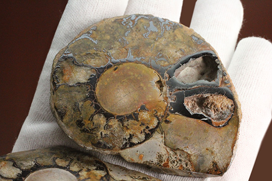 堂々のサイズと重量感!モロッコ産ヘマタイトアンモナイト(Ammonite)(その2)