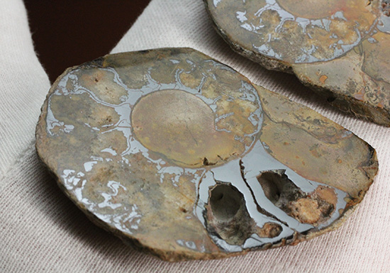 堂々のサイズと重量感!モロッコ産ヘマタイトアンモナイト(Ammonite)(その4)