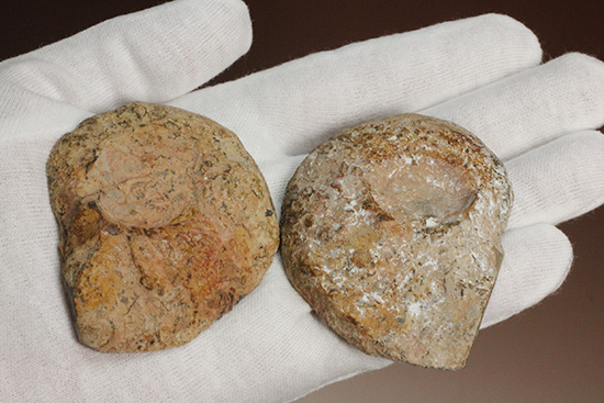 堂々のサイズと重量感!モロッコ産ヘマタイトアンモナイト(Ammonite)(その5)