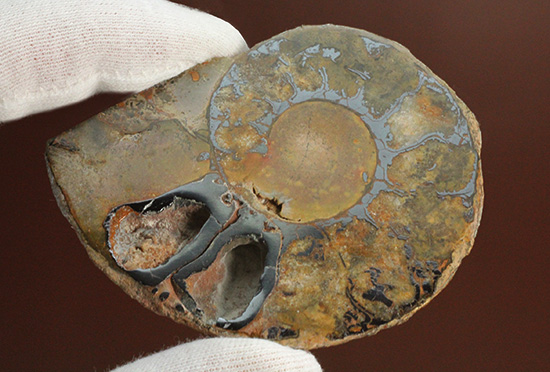 堂々のサイズと重量感！モロッコ産ヘマタイトアンモナイト(Ammonite)