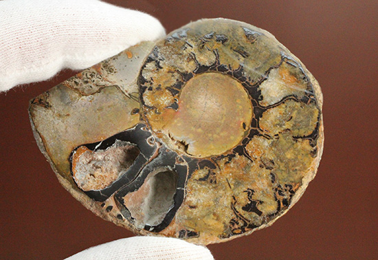 堂々のサイズと重量感!モロッコ産ヘマタイトアンモナイト(Ammonite)(その7)