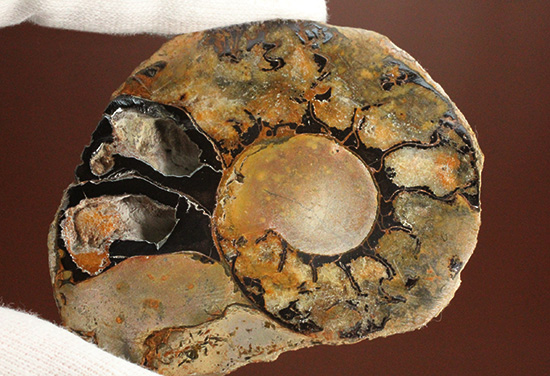 堂々のサイズと重量感!モロッコ産ヘマタイトアンモナイト(Ammonite)(その8)