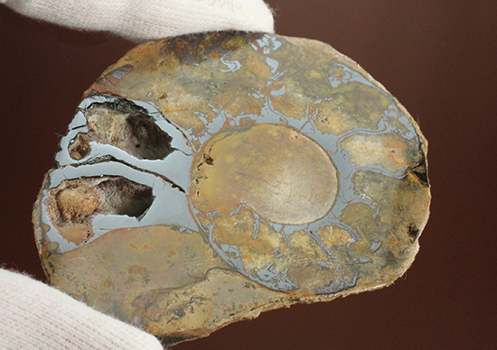 堂々のサイズと重量感!モロッコ産ヘマタイトアンモナイト(Ammonite)(その9)