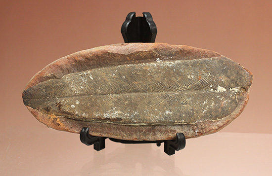 脈を見事に保存された一枚物の葉化石。マッドボールに包まれた広葉樹の葉化石。/