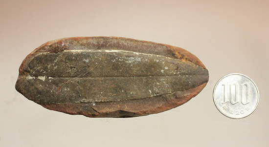 脈を見事に保存された一枚物の葉化石。マッドボールに包まれた広葉樹の葉化石。（その10）