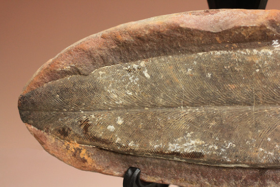 脈を見事に保存された一枚物の葉化石。マッドボールに包まれた広葉樹の葉化石。（その2）
