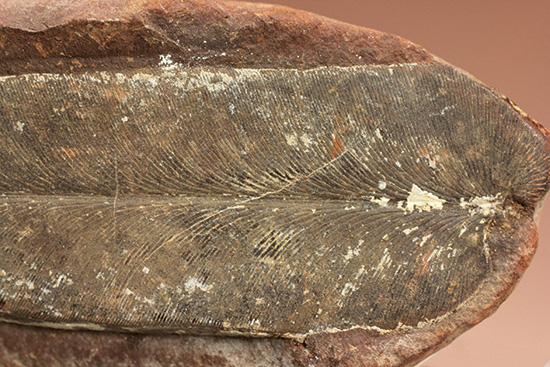 脈を見事に保存された一枚物の葉化石。マッドボールに包まれた広葉樹の葉化石。（その3）