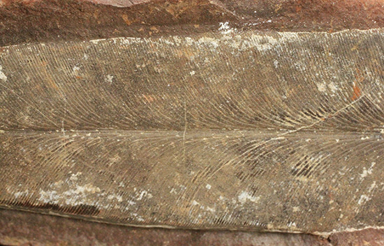 脈を見事に保存された一枚物の葉化石。マッドボールに包まれた広葉樹の葉化石。