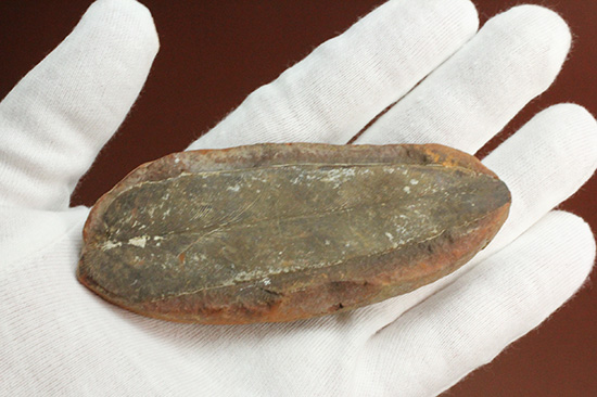 脈を見事に保存された一枚物の葉化石。マッドボールに包まれた広葉樹の葉化石。（その7）