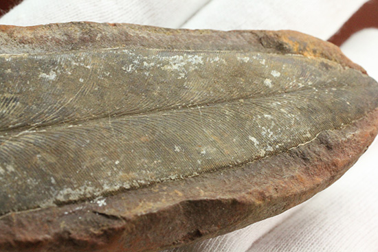 脈を見事に保存された一枚物の葉化石。マッドボールに包まれた広葉樹の葉化石。（その9）