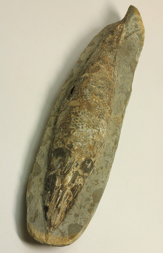 超！立体的なブラジル・セアラ産の古代魚ラコレピス（その1）