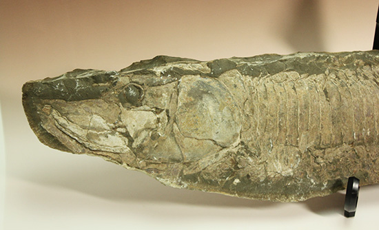 顔面凶器！化石になってもその迫力を失わない古代魚。７０ｃｍに迫る高品位ネガポジ２枚組化石です。